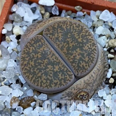 SH32726 Lithops lesliei v. minor