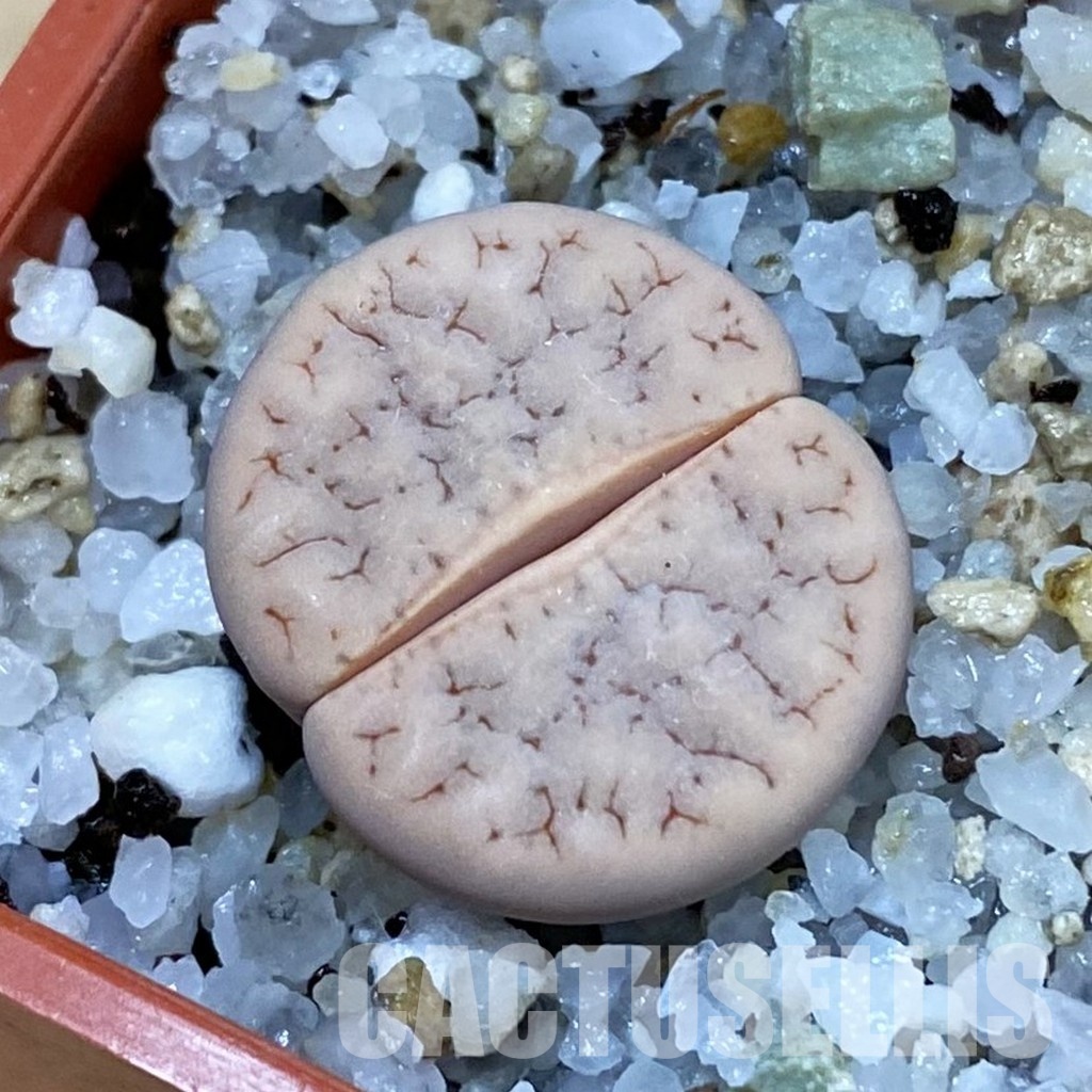 SH32727 Lithops gracilidelineata