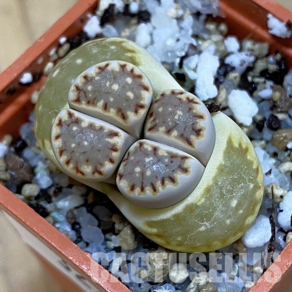SH32729 Lithops julii v. fulleri -Aggeneus-