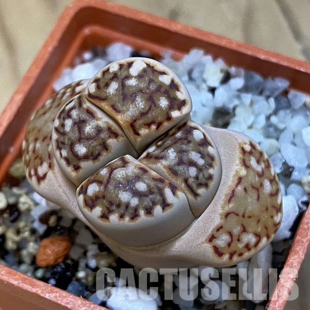 SH32730 Lithops julii C 64 A