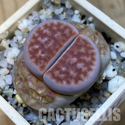 SH32732 Lithops karasmontana -Grunau-