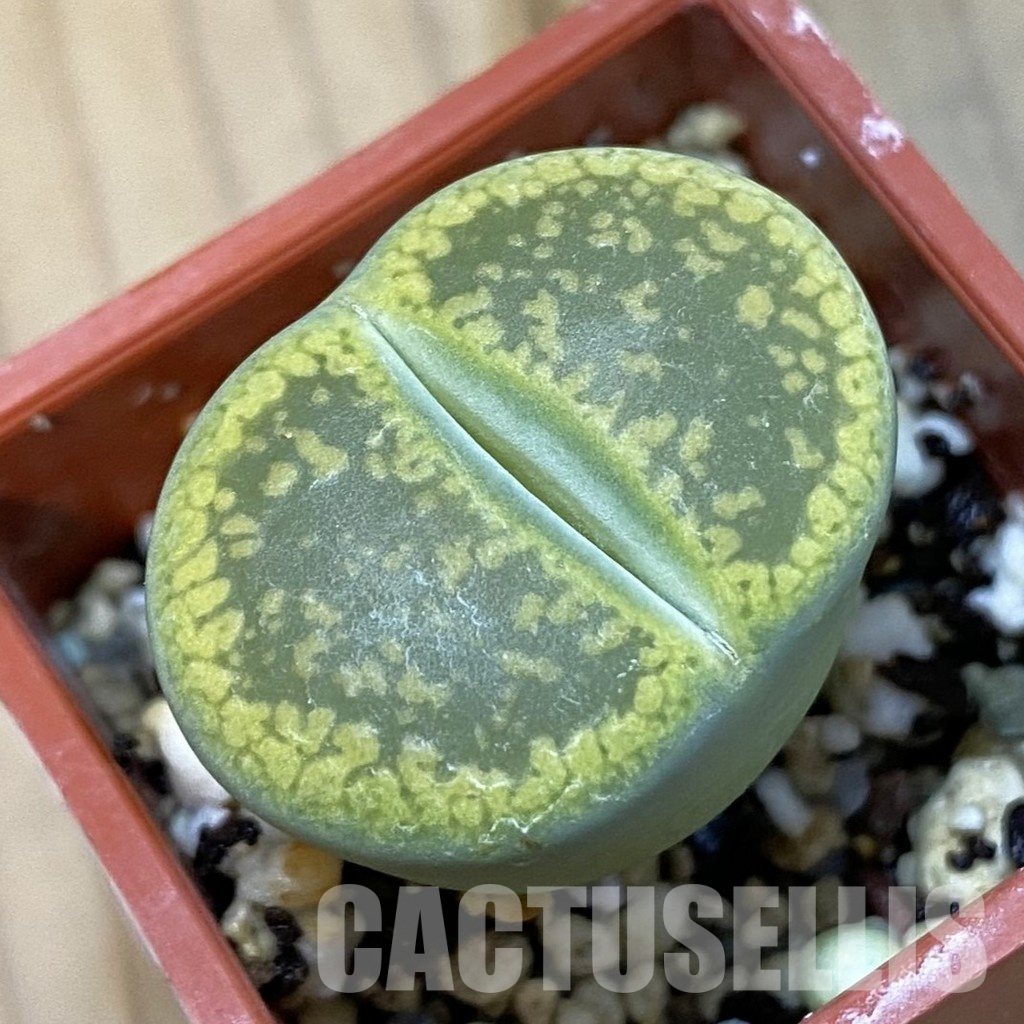 SH32733 Lithops aucampiae 'Jackson's Jade'