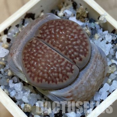 SH32734 Lithops hallii C 174