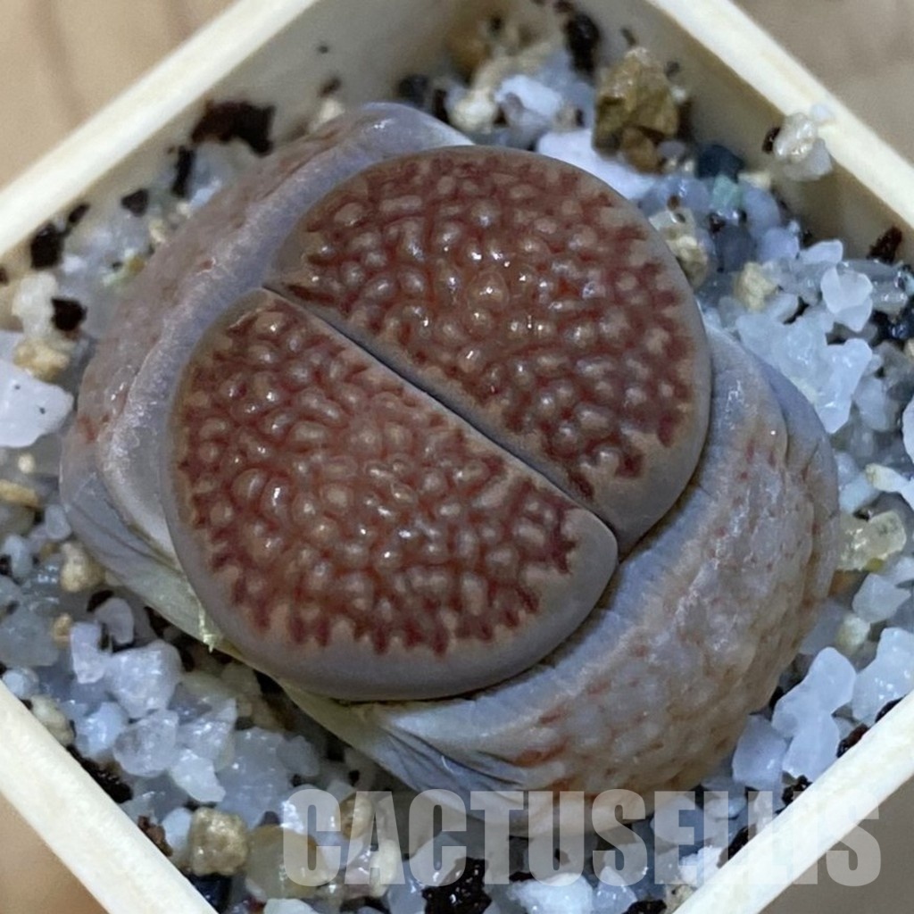 SH32734 Lithops hallii C 174