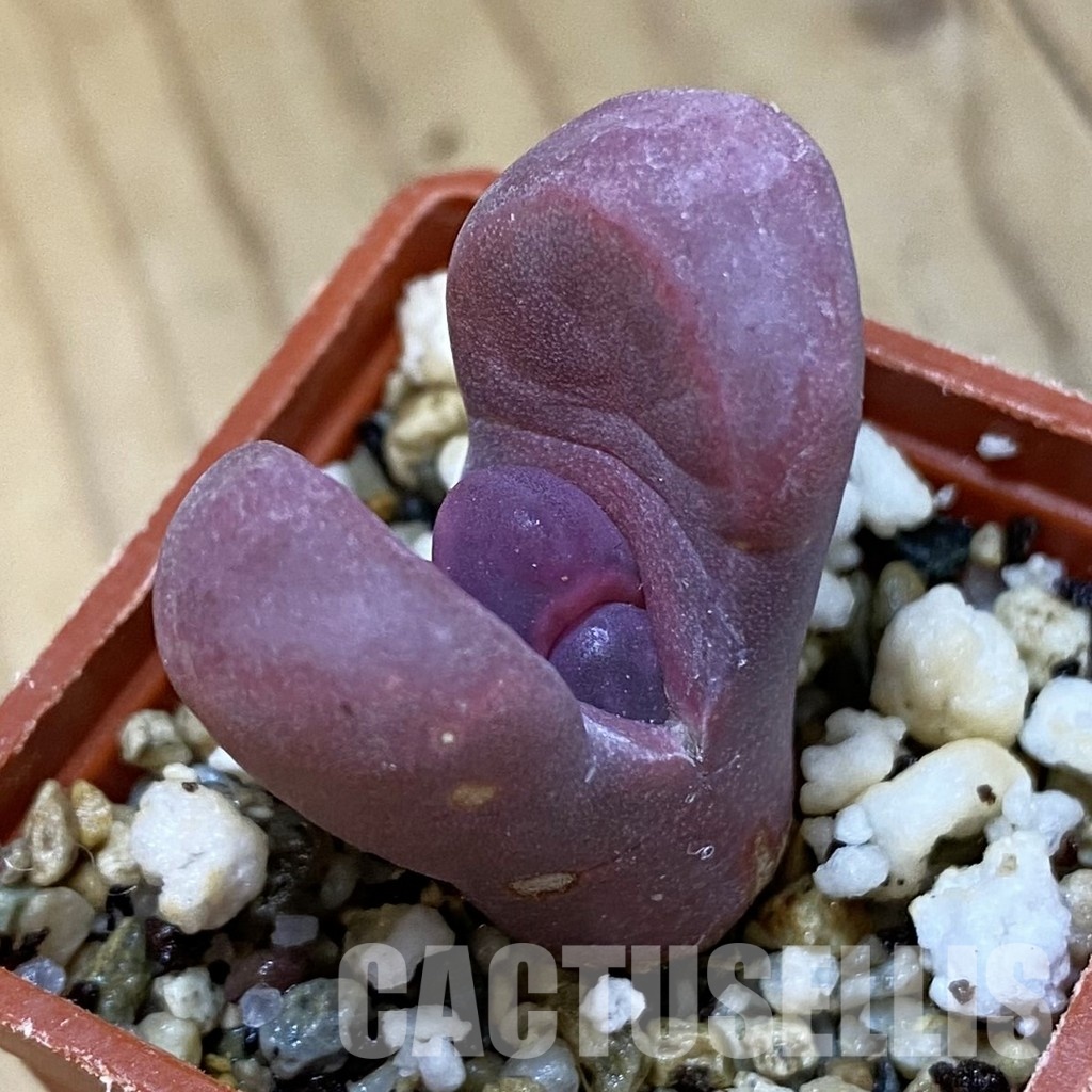 SH32736 Lithops optica 'Rubra'