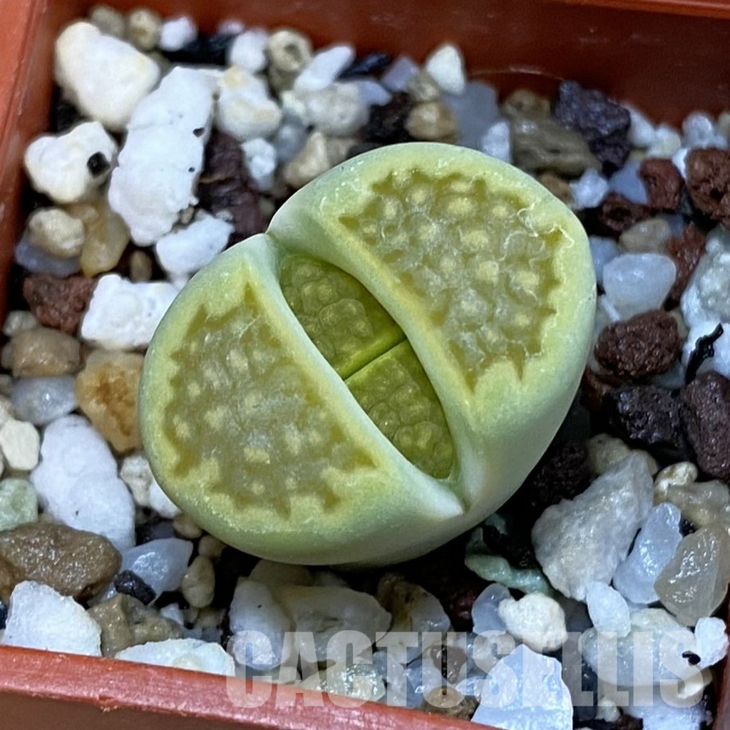 SH32737 Lithops hallii 'Green Soapstone'
