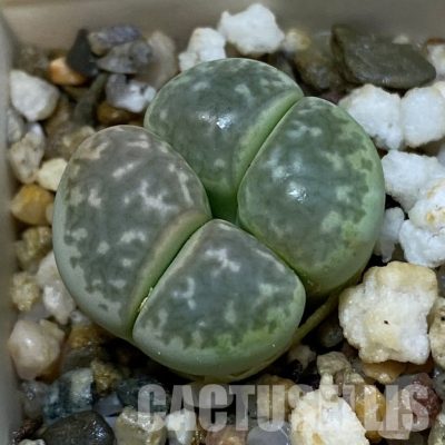 SH32738 Lithops marmorata