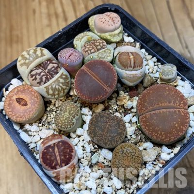 SH32743 Lithops mix