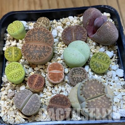 SH32744 Lithops mix