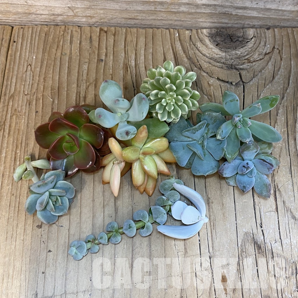 SH32746 Succulents mix, cuted - Image 2