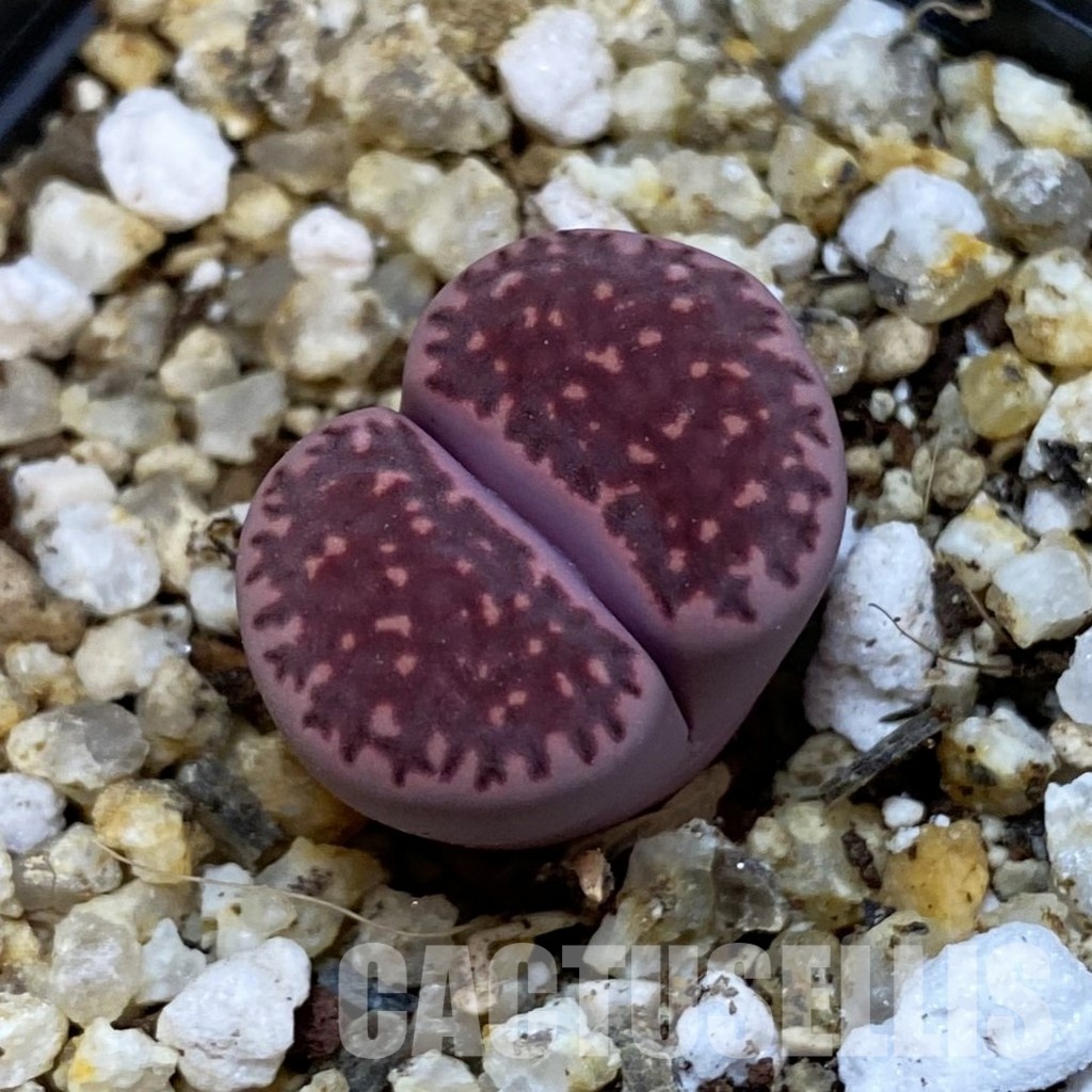 SH32681 Lithops salicola ‘Sato’s Violet’ hybrid