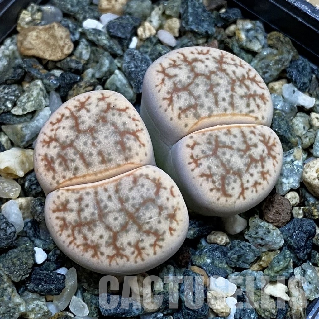 SH32685 Lithops pseudotruncatella