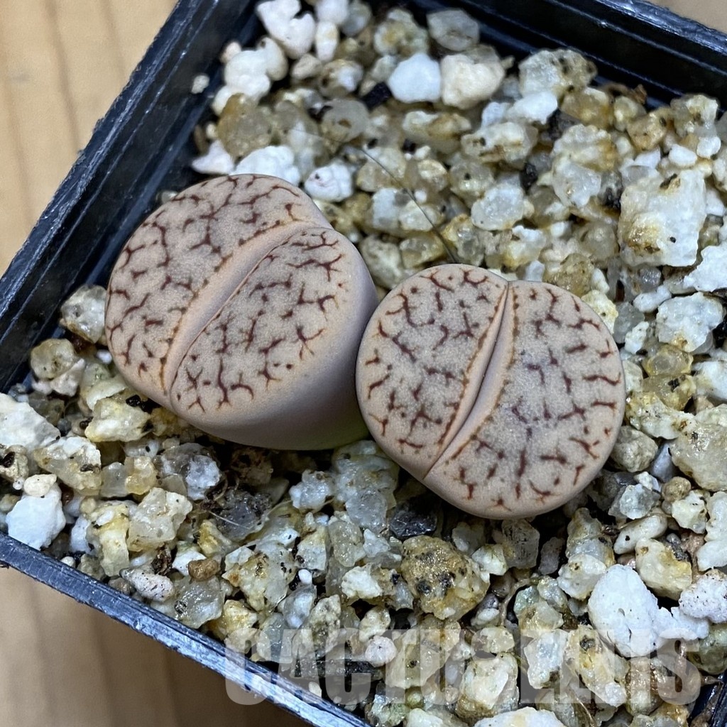 SH32686 Lithops pseudotruncatella - Image 2
