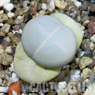 SH32666 Dinteranthus vanzylii