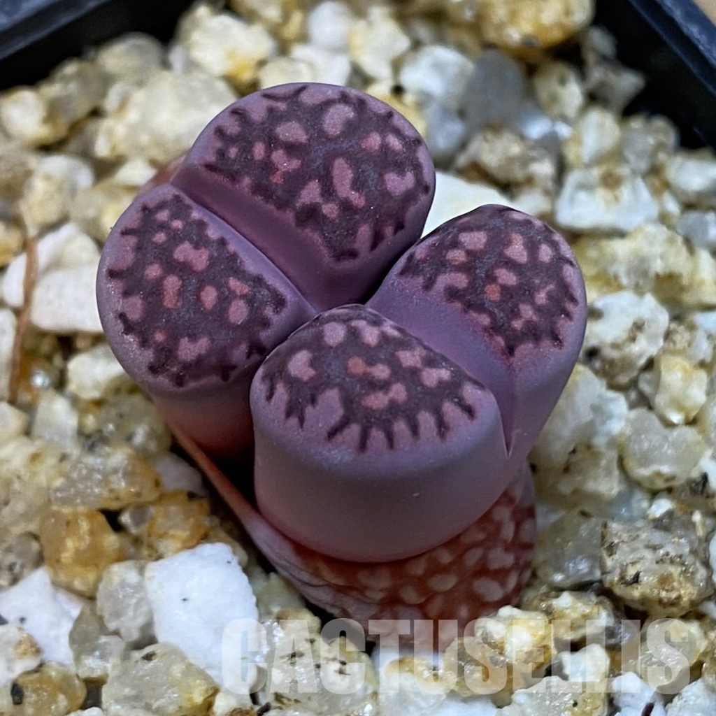 SH32688 Lithops salicola ‘Sato’s Violet’ hybrid