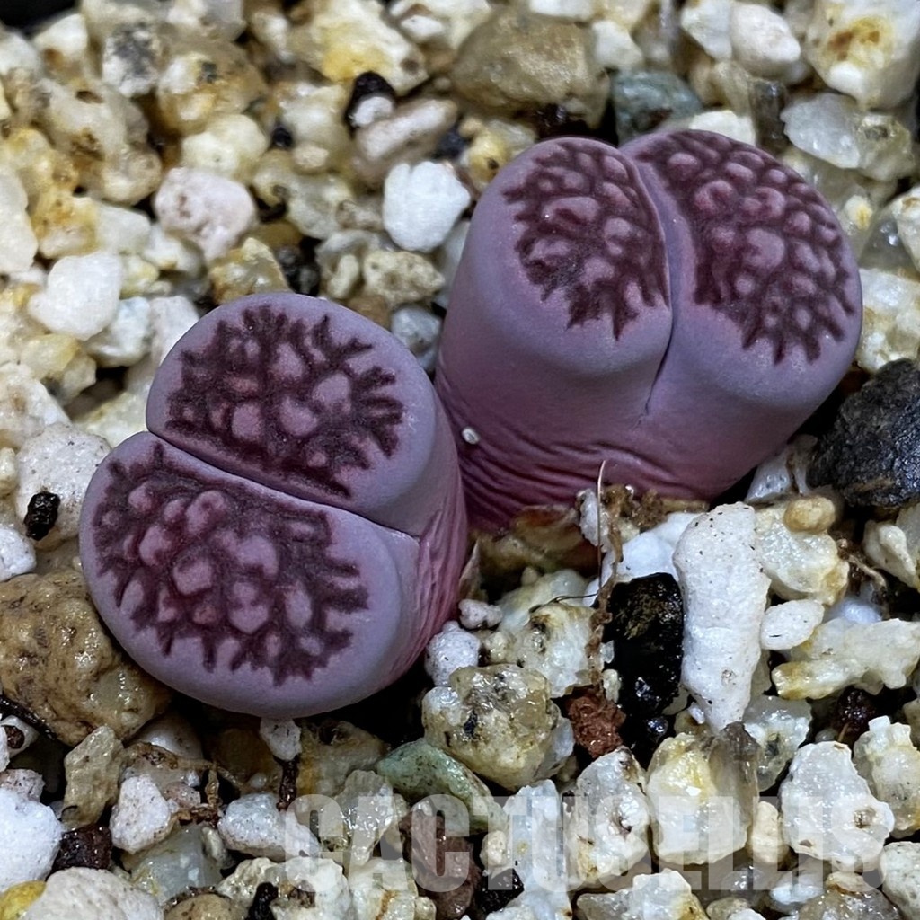 SH32690 Lithops salicola ‘Sato’s Violet’ hybrid