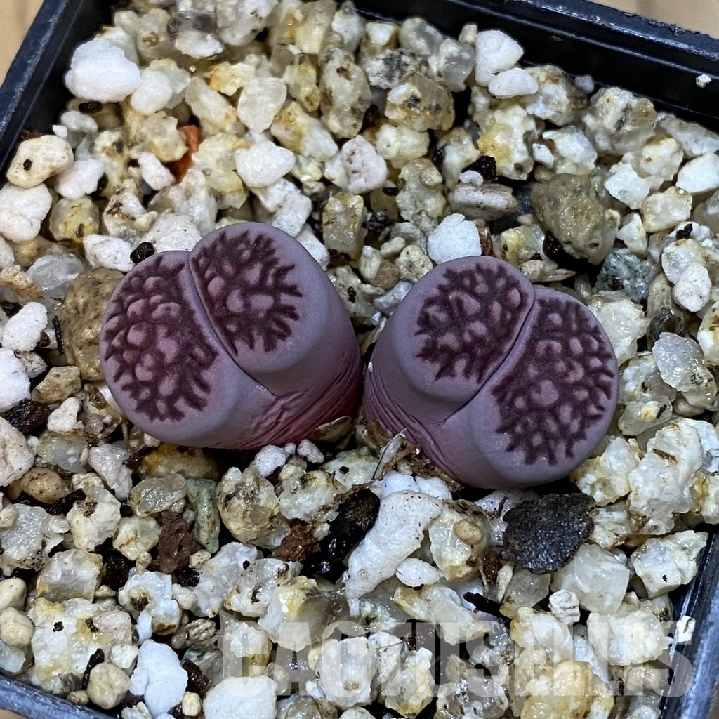 SH32690 Lithops salicola ‘Sato’s Violet’ hybrid - Image 2