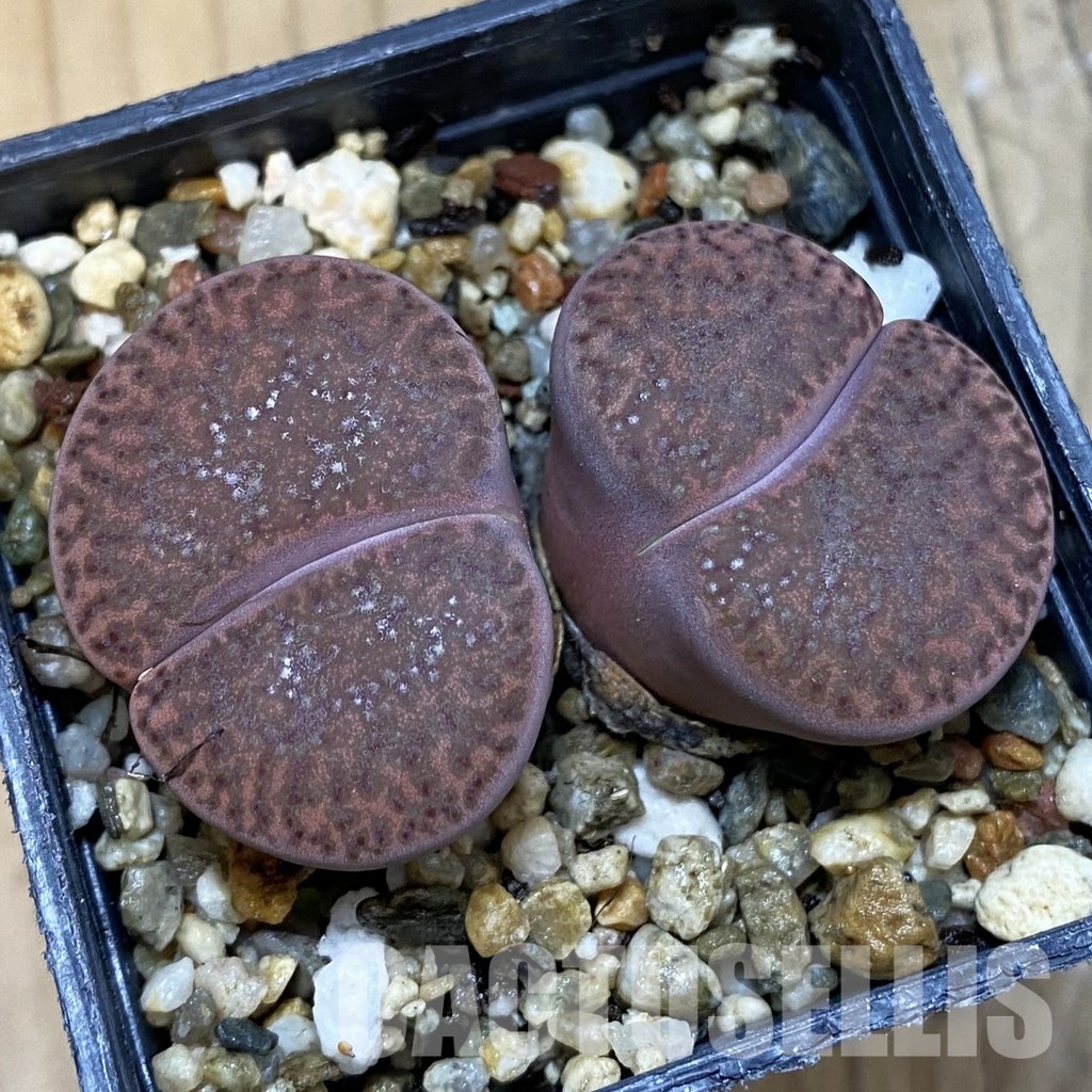 SH32692 Lithops bromfieldii 'Embers' C393A - Image 2
