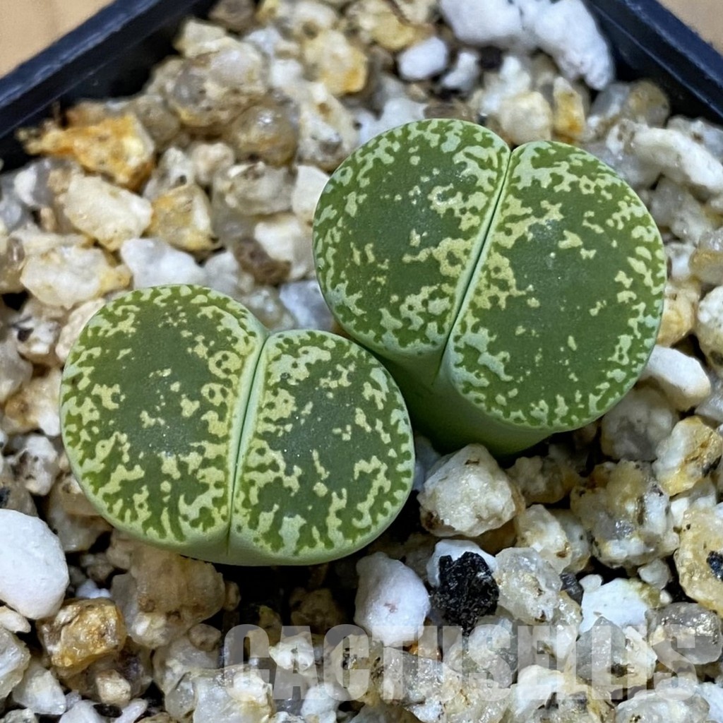 SH32695 Lithops lesliei v. albinica