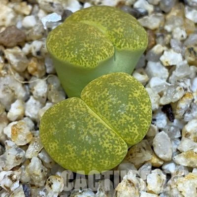 SH32696 Lithops lesliei v. albinica