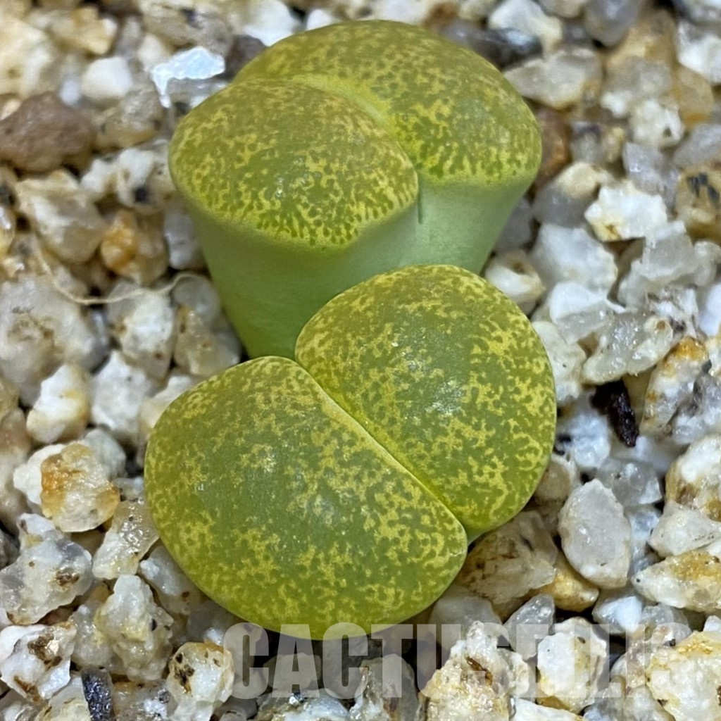 SH32696 Lithops lesliei v. albinica