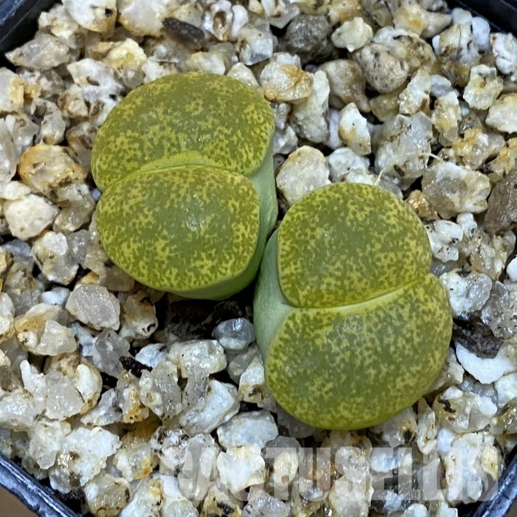 SH32696 Lithops lesliei v. albinica - Image 2