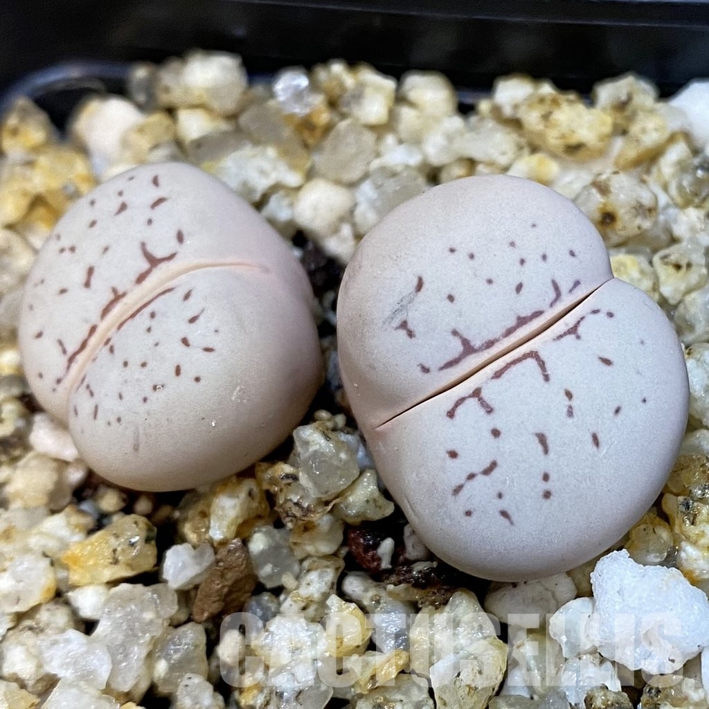 SH32698 Dinteranthus vanzylii