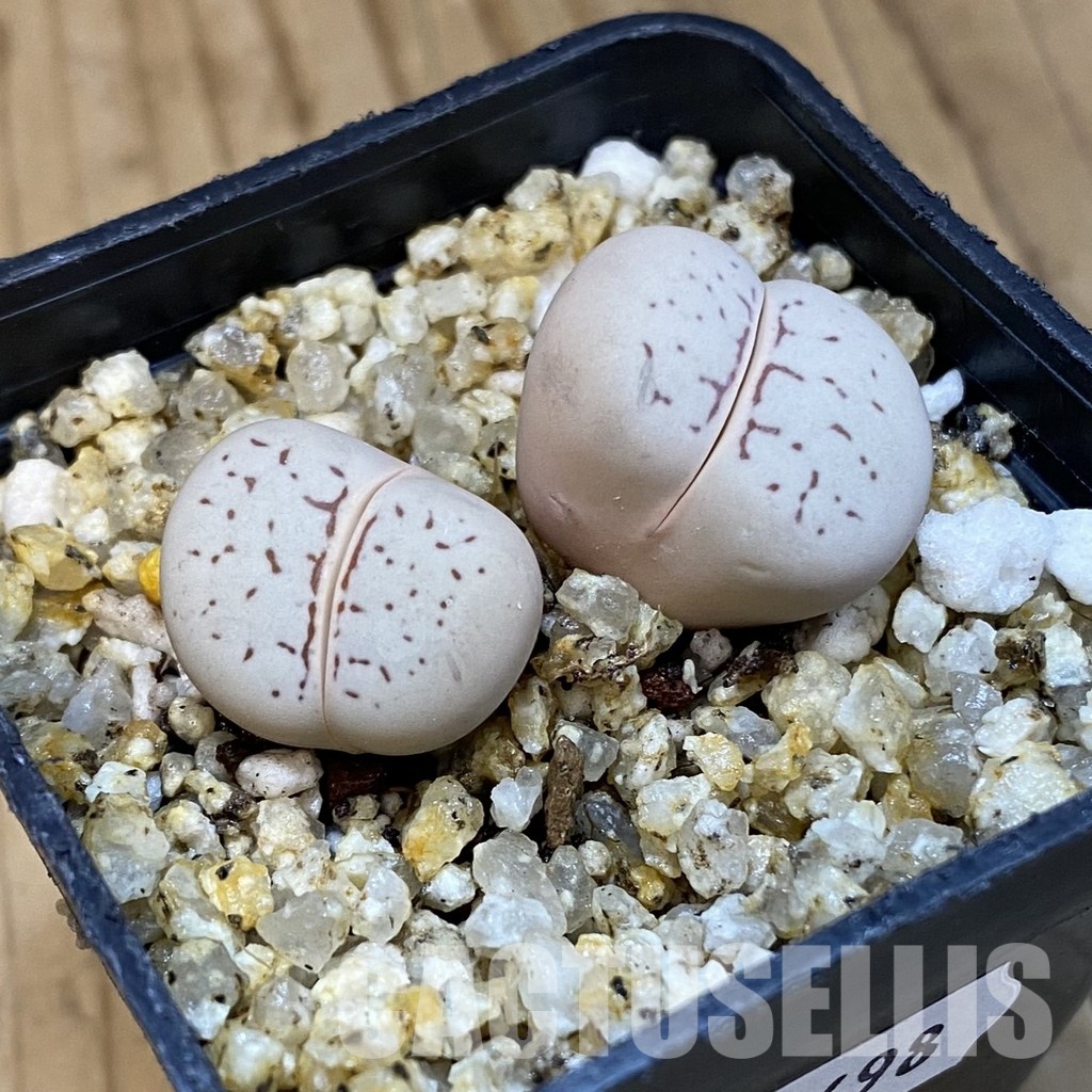 SH32698 Dinteranthus vanzylii - Image 2