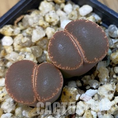 SH32699 Lithops lesliei