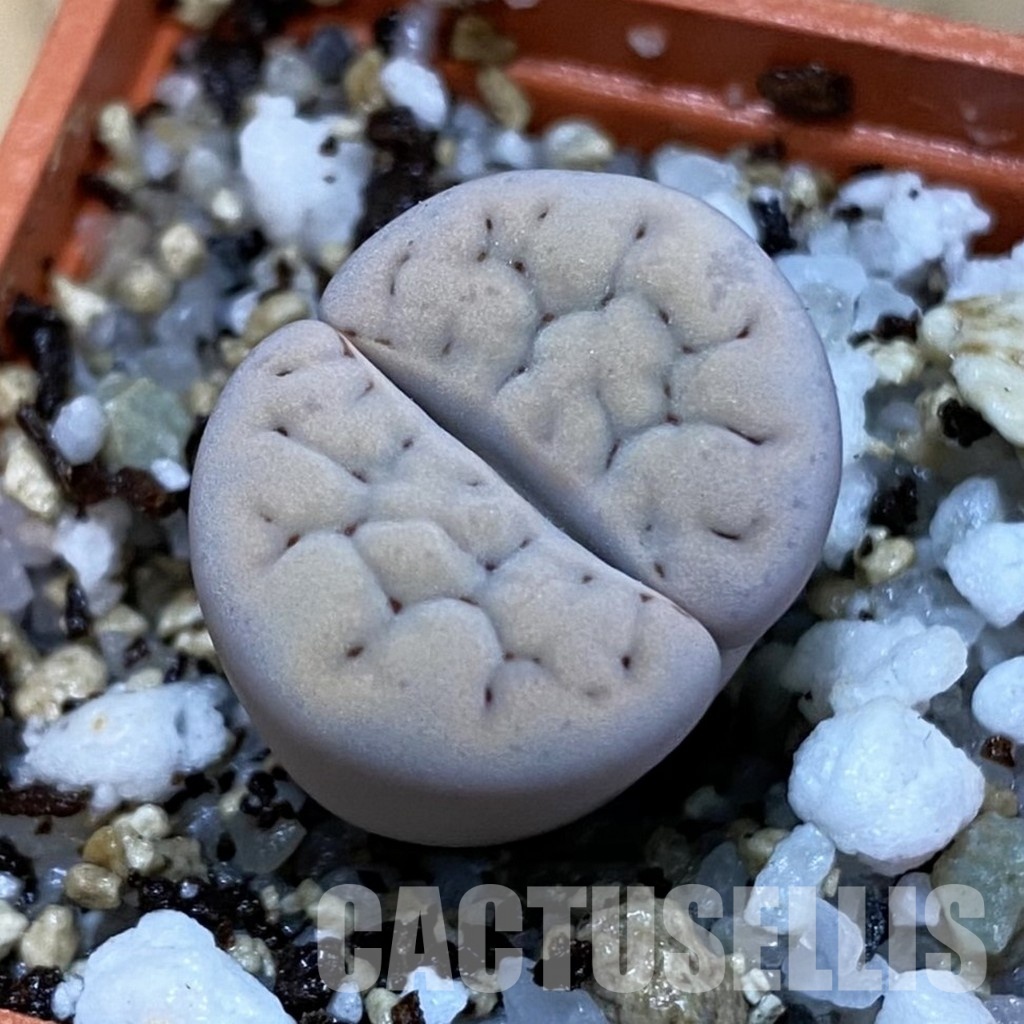 SH32700 Lithops karasmontana C168