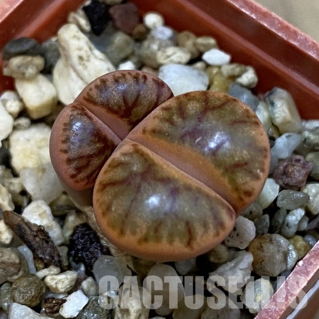 SH32701 Lithops bromfieldii ‘Coral’