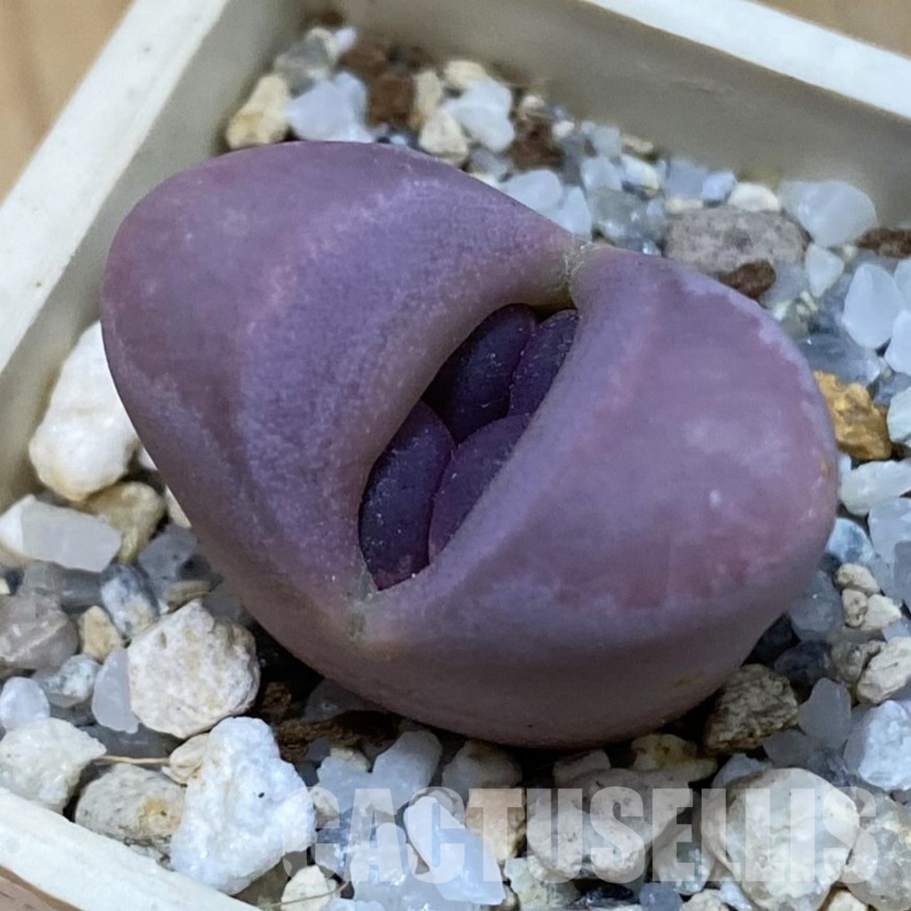SH32702 Lithops optica v. rubra