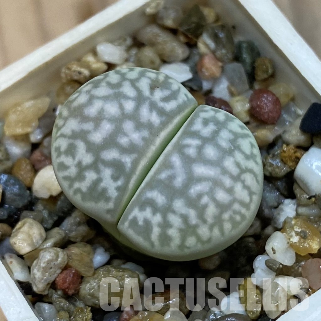 SH32703 Lithops marmorata v. elisae