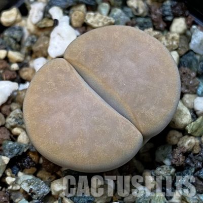 SH32668 Lithops karasmontana v. opalina