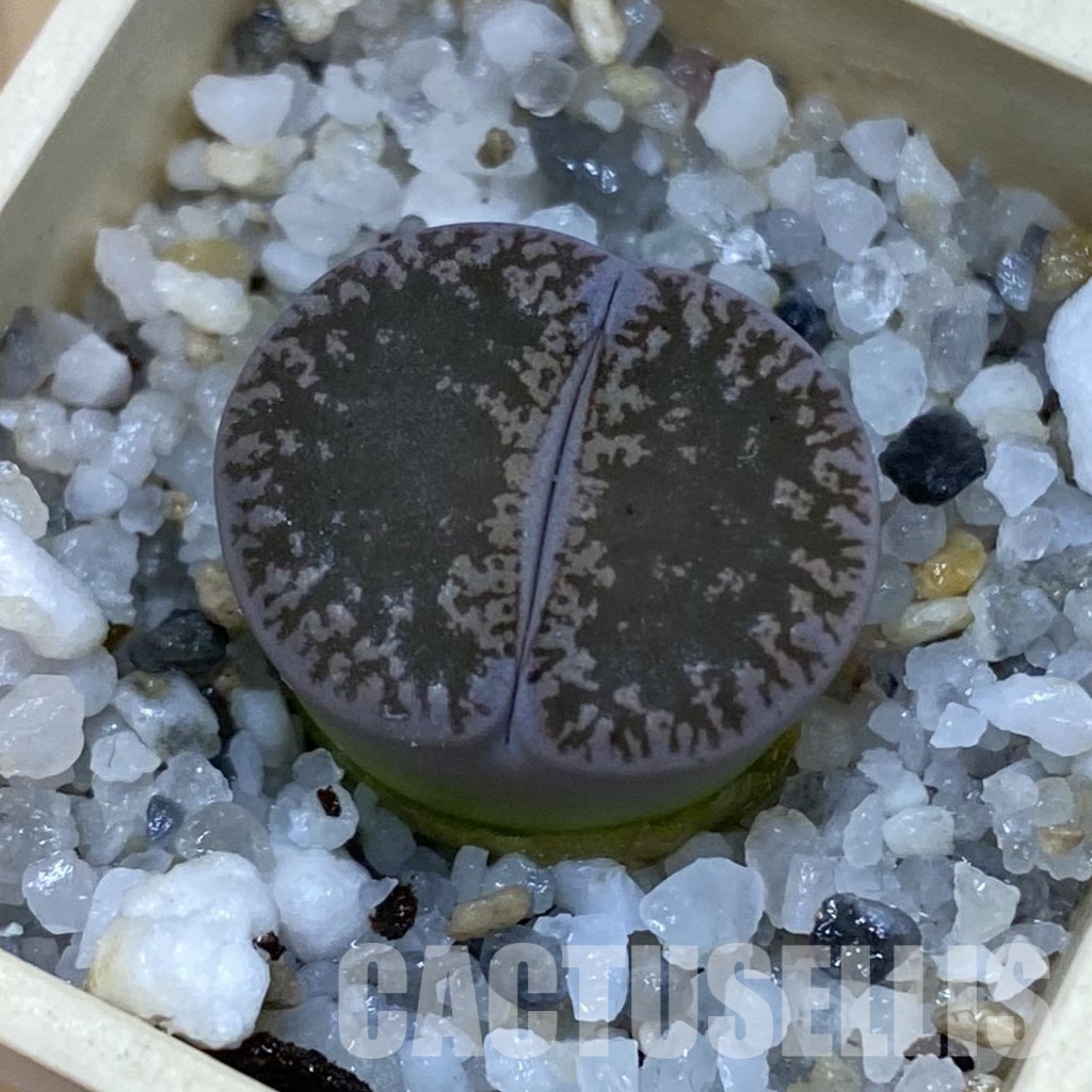 SH32704 Lithops lesliei v. venteri