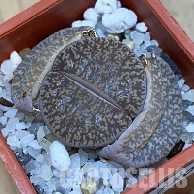SH32705 Lithops lesliei v. venteri