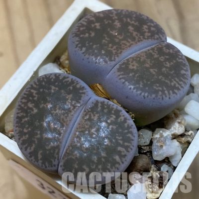 SH32706 Lithops lesliei f. grey SH1652