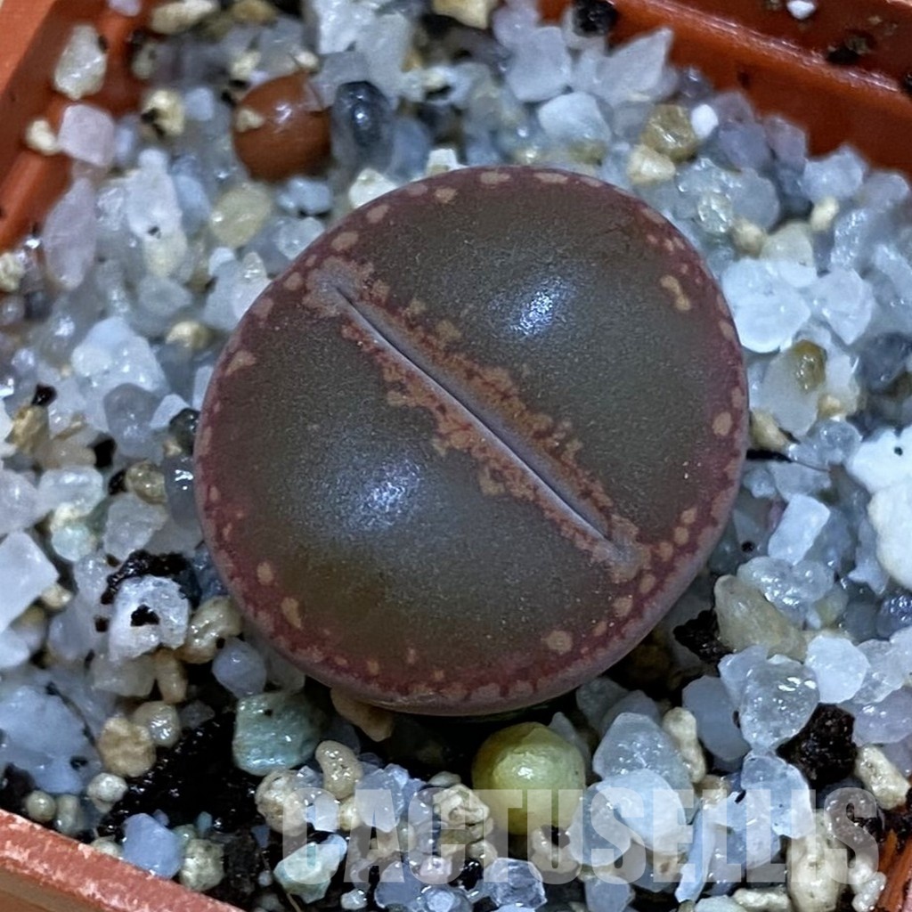 SH32707 Lithops aucampiae 'Rubrobrunneus'