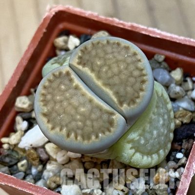 SH32708 Lithops hallii v. ochracea C111A