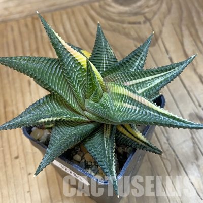 SH32783 Haworthia limifolia f. variegata