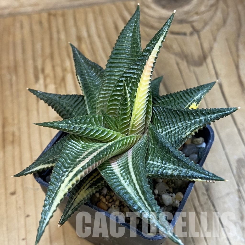 SH32783 Haworthia limifolia f. variegata - Image 2