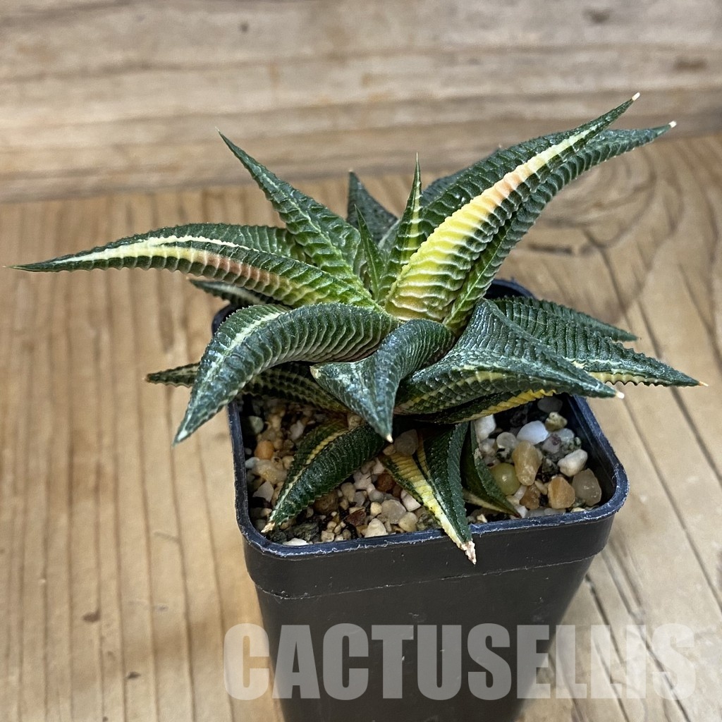 SH32783 Haworthia limifolia f. variegata - Image 3