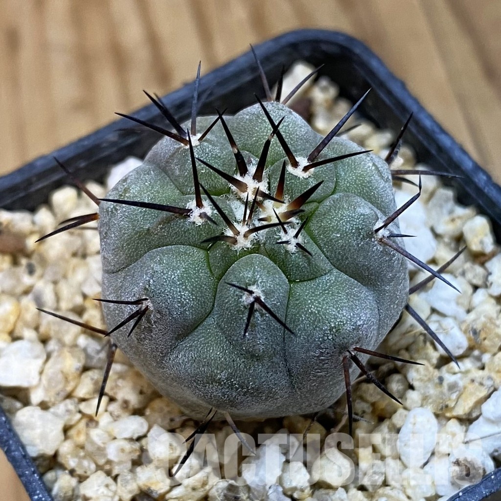SH32752 Copiapoa cinerea -Perales-