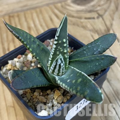 SH32786 Haworthia pumila 'Emperor'
