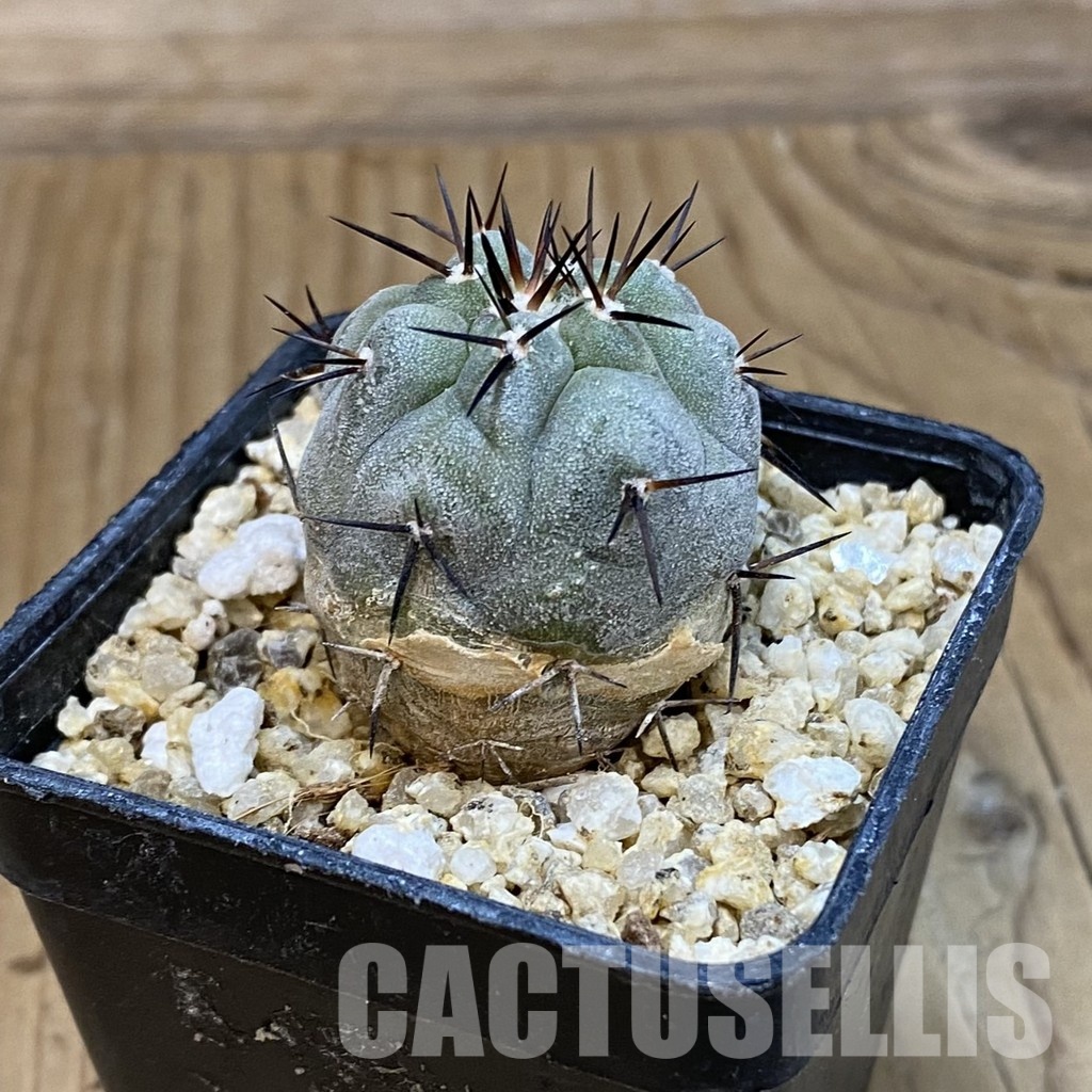 SH32752 Copiapoa cinerea -Perales- - Image 2