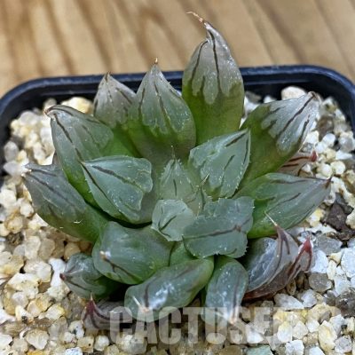 SH32788 Haworthia cooperi 'West Asia Tsuen'