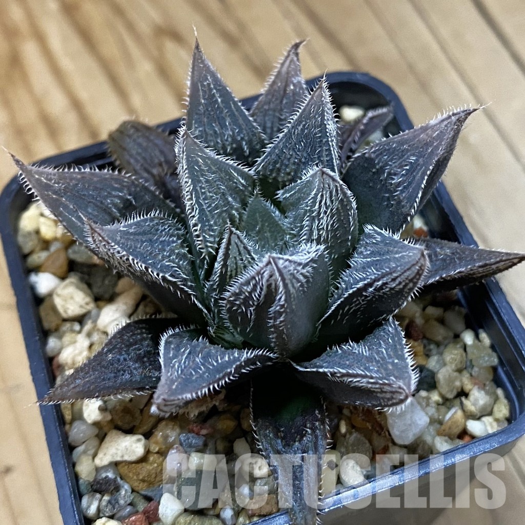 SH32789 Haworthia venusta hybrid