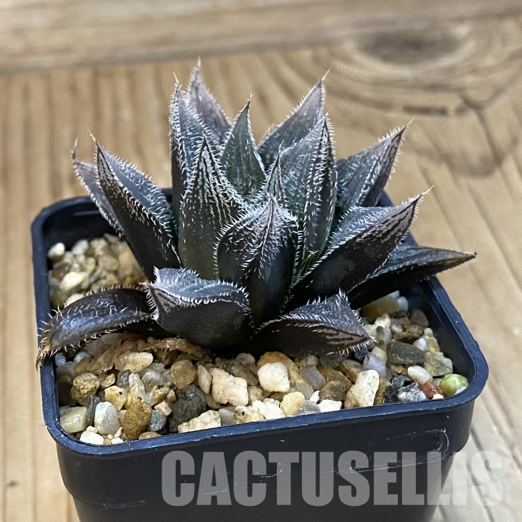 SH32789 Haworthia venusta hybrid - Image 2