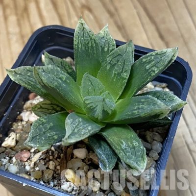 SH32792 Haworthia comptoniana ‘Mavka’ hybrid