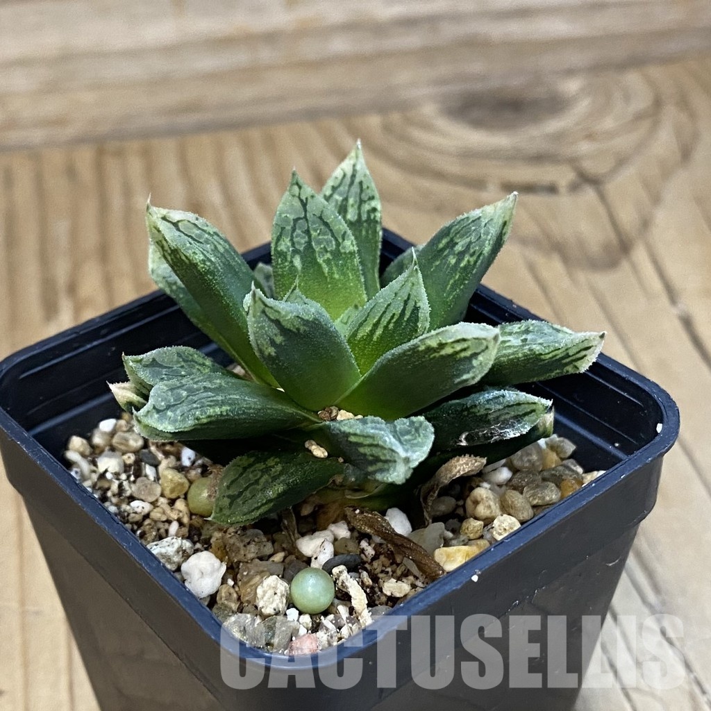 SH32792 Haworthia comptoniana ‘Mavka’ hybrid - Image 2